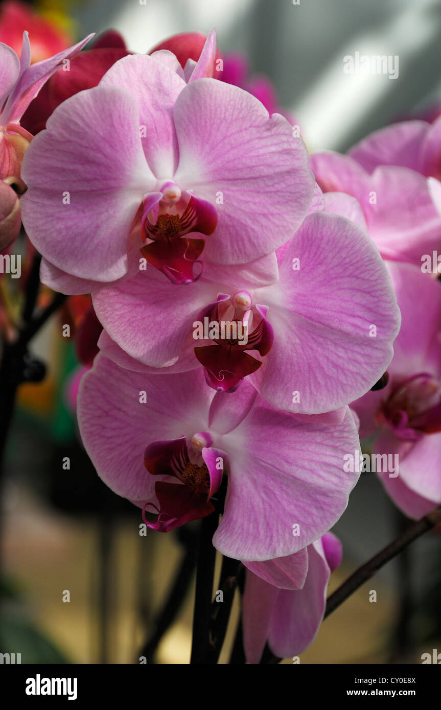 Butterfly orchid (Phalaenopsis hybrid Stock Photo Alamy