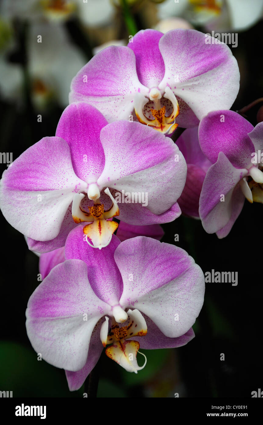 Malay flower (Phalaenopsis hybrids), orchid Stock Photo