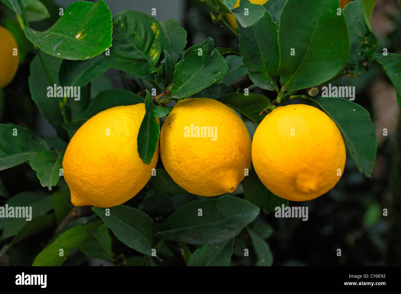 Lemons (Citrus limon) on a twig Stock Photo