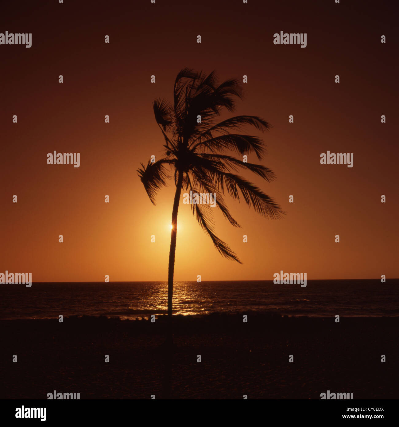 Sunset on beach with palm tree Stock Photo - Alamy