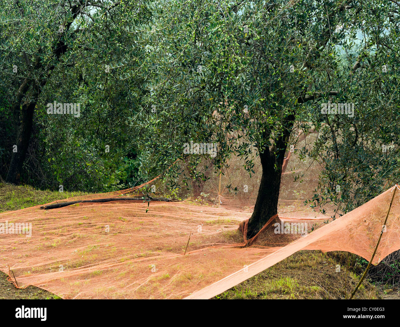 Preparing for the olive harvest - nets under trees, Italy Stock Photo