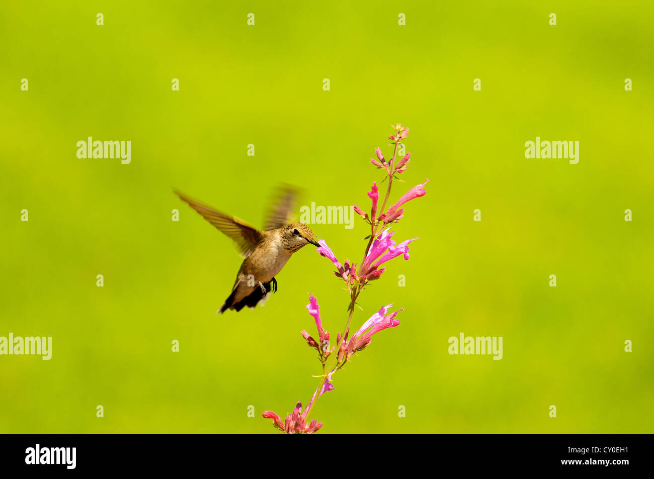 Black-chinned Hummingbird feeding from flower Stock Photo