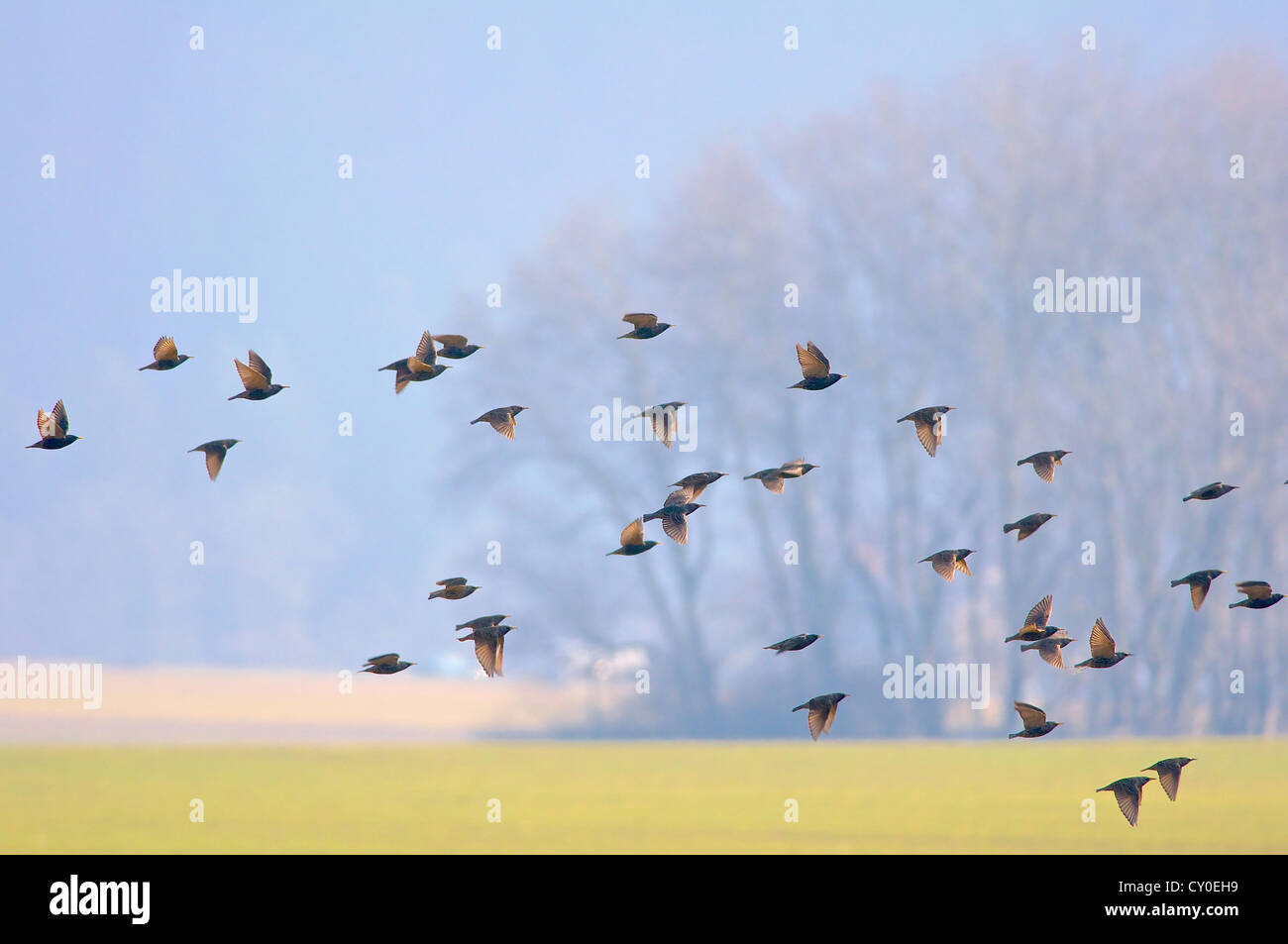 Flock of birds flying over a country field Stock Photo