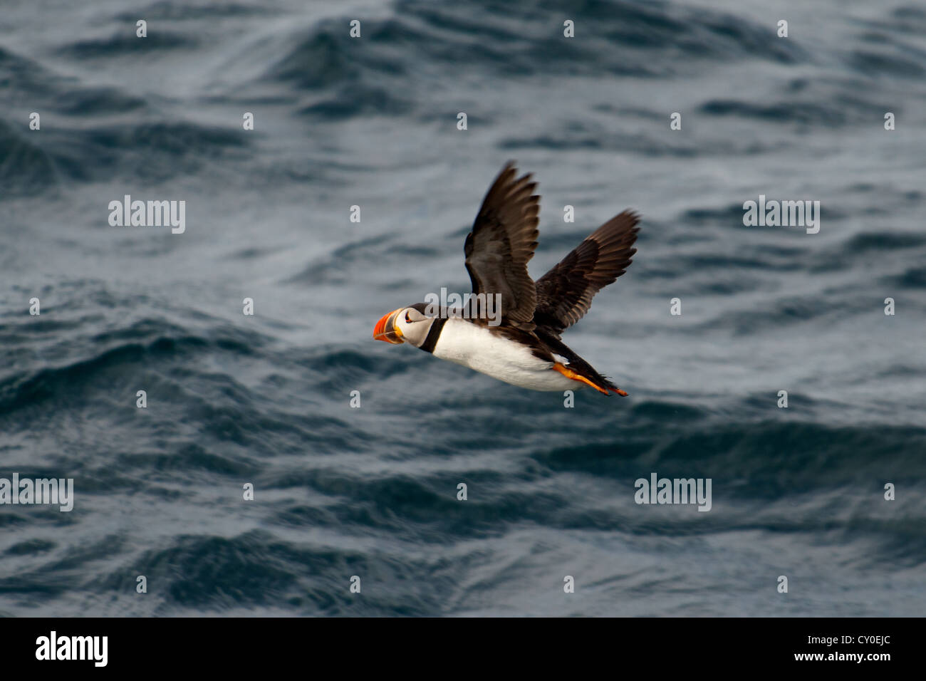 Puffin flight hi-res stock photography and images - Alamy