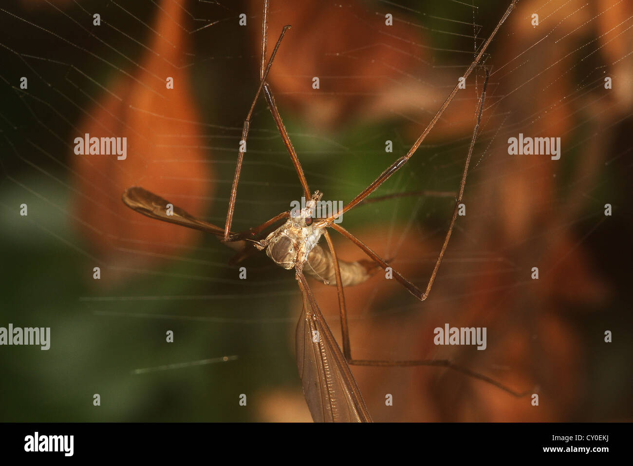 Crane Fly or Daddy Longlegs trapped in Orb Spider web Stock Photo - Alamy