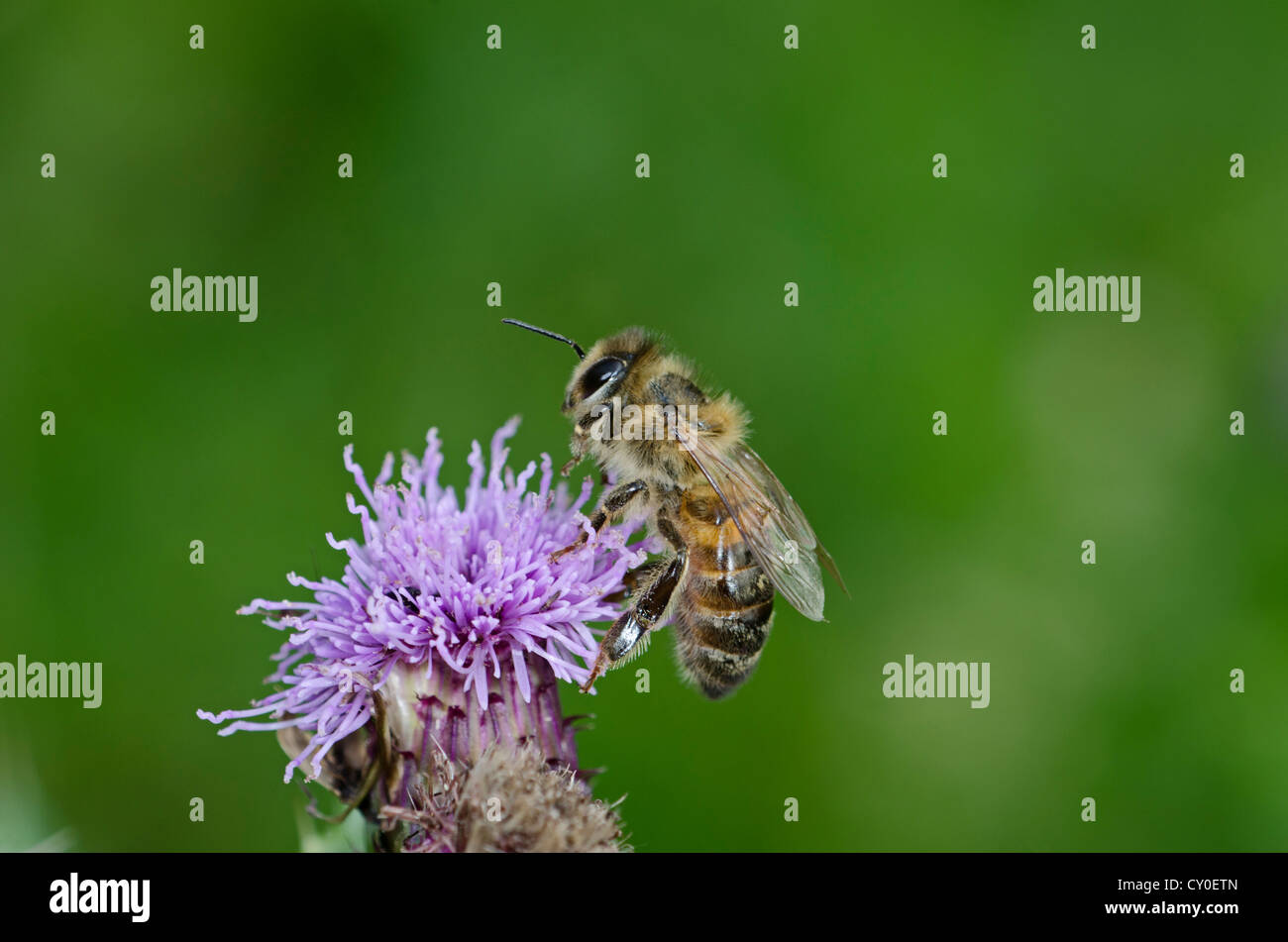 Honey Bee Apis mellifera on thistle Norfolk summer Stock Photo