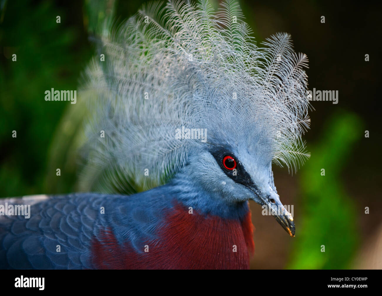 Southern Crowned Pigeon (Goura scheepmakeri) New Guinea (captive) Stock Photo