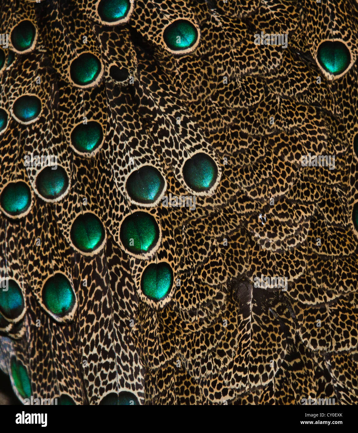 Plumage detail of Malaysian Peacock Pheasant Polyplectron malacense captive Stock Photo