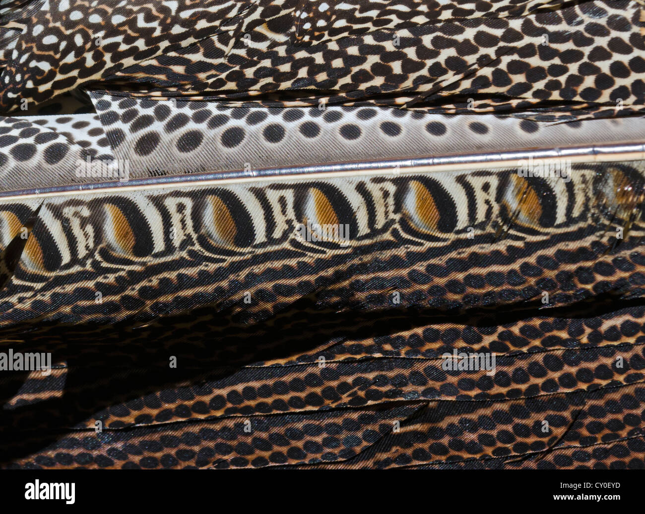 Plumage detail of Great Argus, Argusianus argus Asian Pheasant male Captive Stock Photo