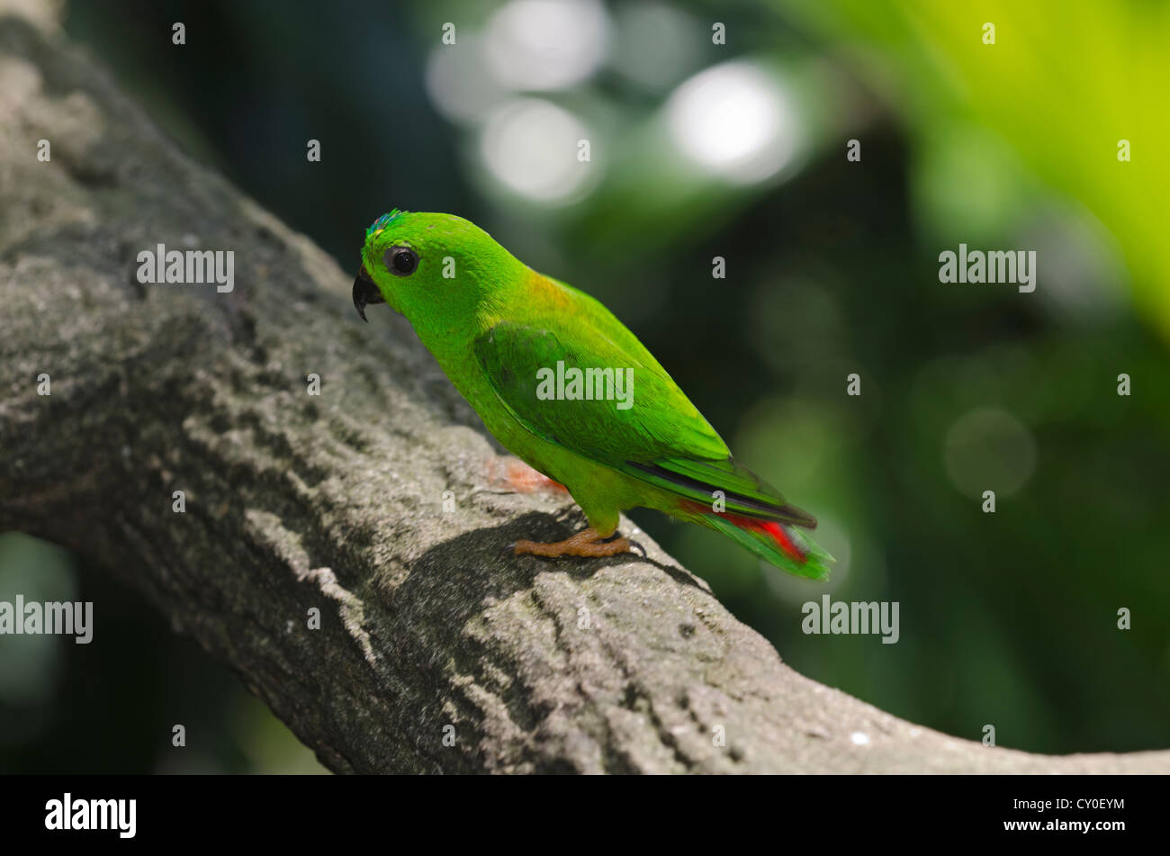 Blue Crowned Hanging Parrot Loriculus Galgulus Found In Thailand And Borneo Stock Photo Alamy