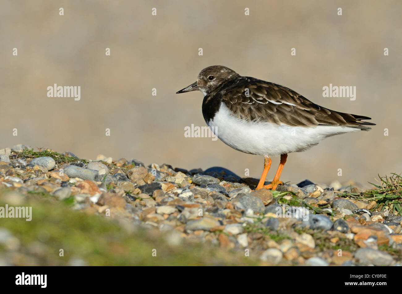 Ruddy Turnstone Arenaria interpres in non breeding (winter) plumage Norfolk winter Stock Photo