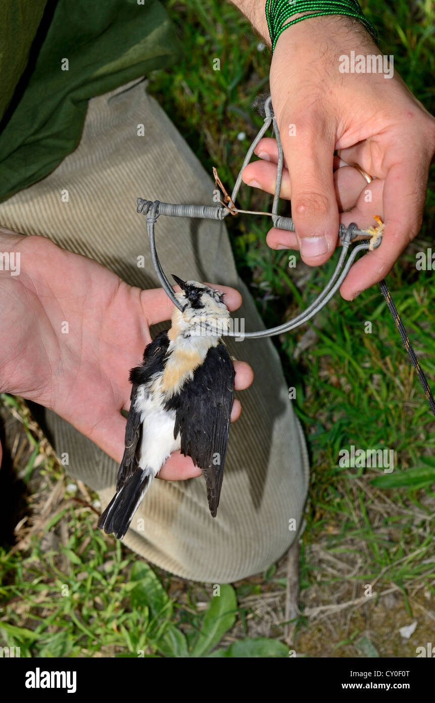 Black-eared Wheatear (male) in spring (clap) trap illegally trapped on island of Ponza in Mediterranean Italy April Stock Photo