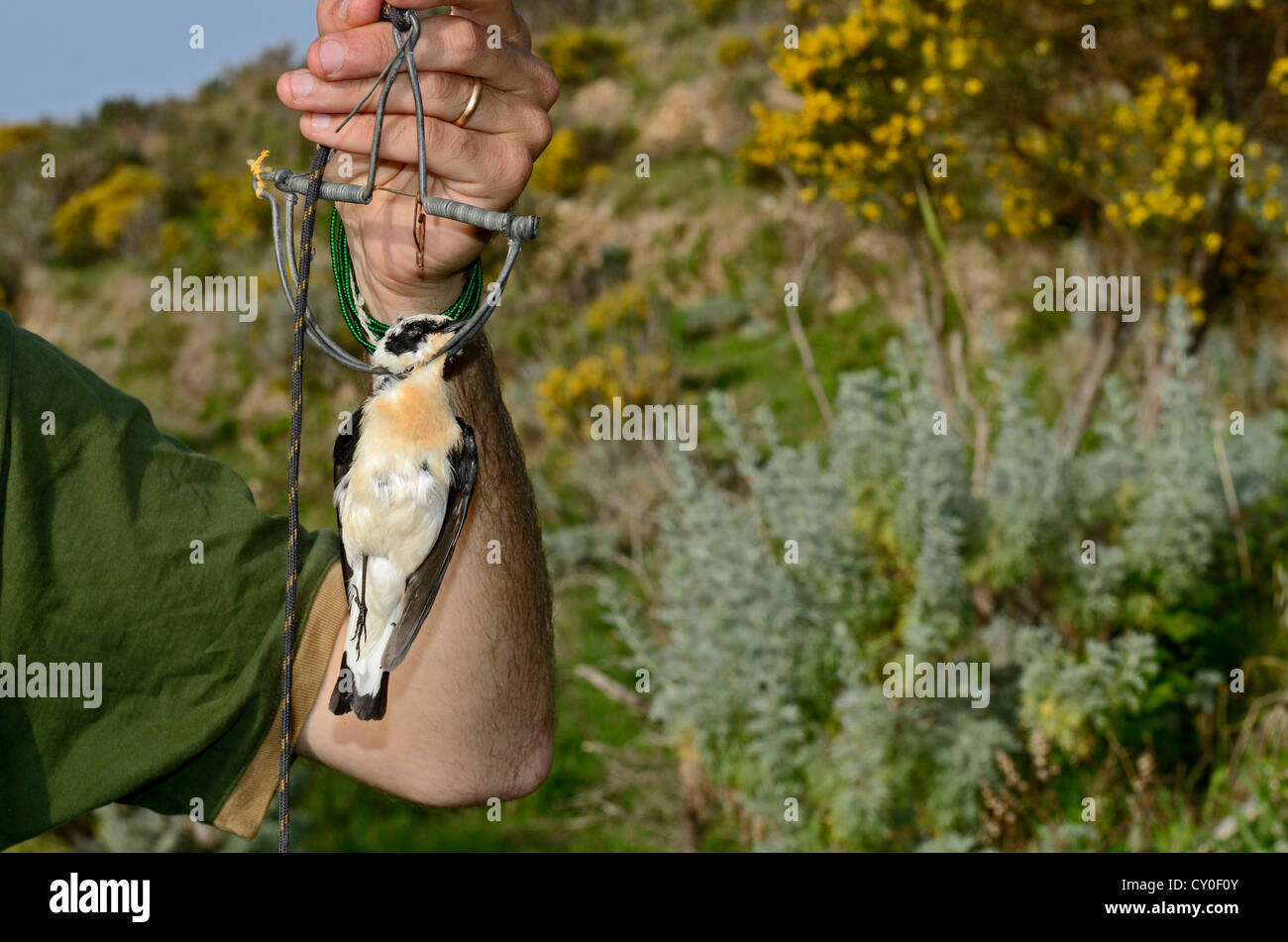 Black-eared Wheatear (male) in spring (clap) trap illegally trapped on island of Ponza in Mediterranean Italy April Stock Photo
