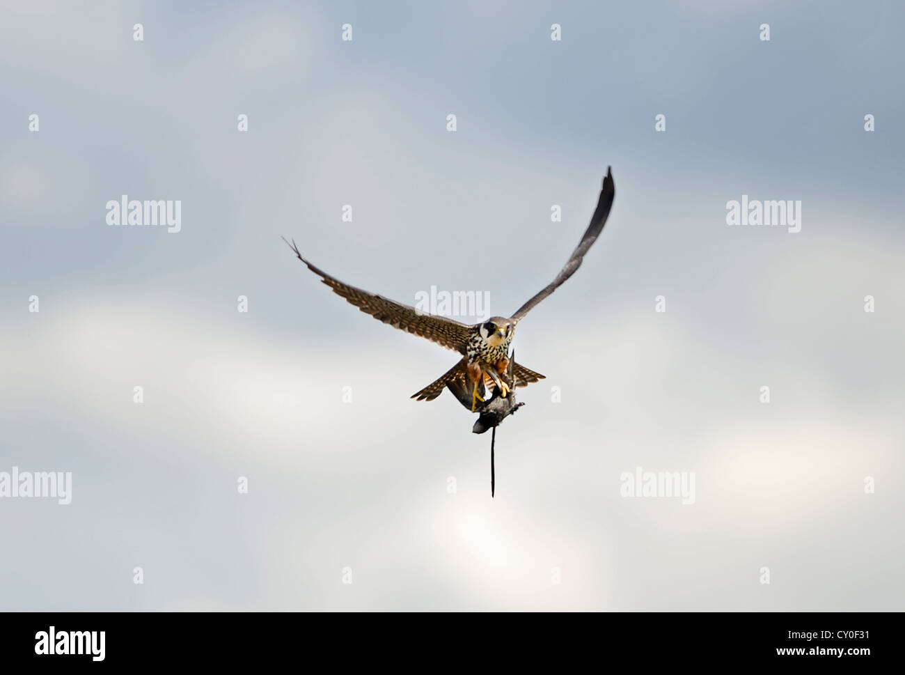 Hobby Falco subbuteo with Swift Apus apus caught over reedbed Norfolk May Stock Photo