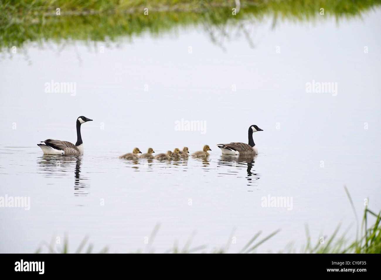 Canada Geese Branta canadensis with family of goslings Norfolk summer Stock Photo