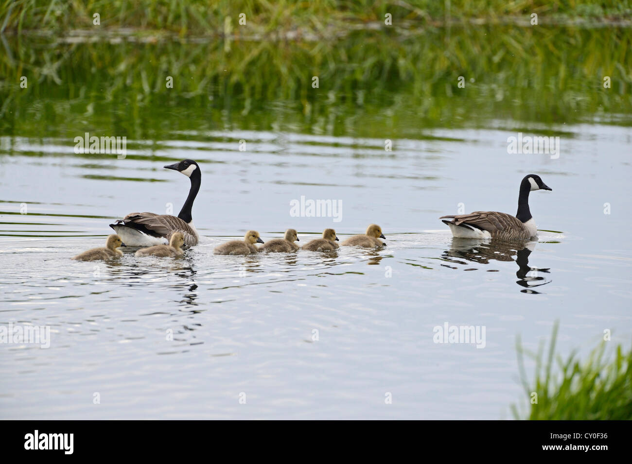 Canada Geese Branta canadensis with family of goslings Norfolk summer Stock Photo
