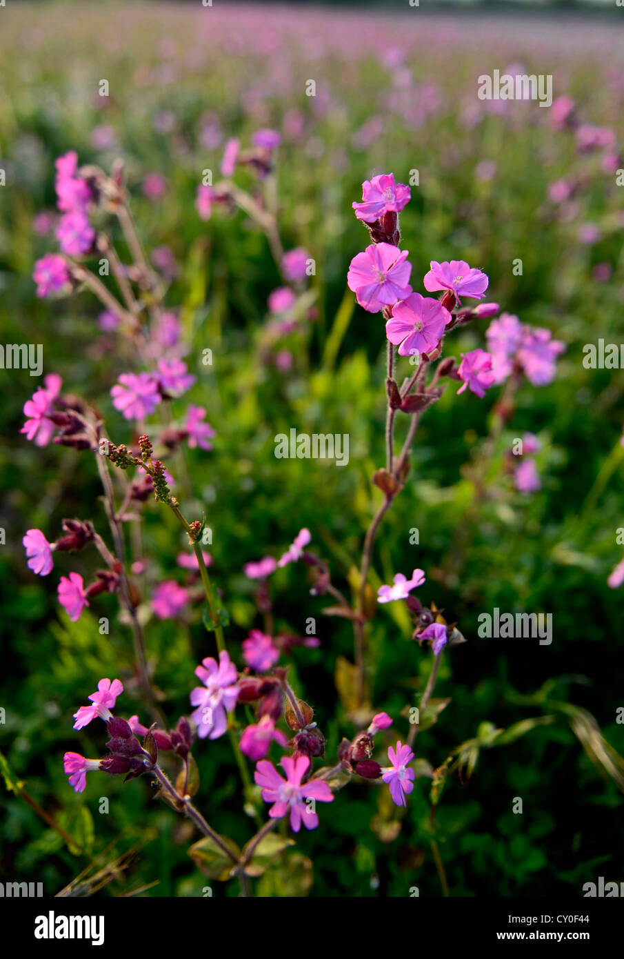 Red Campion Silene dioica growng along wildflower strip bordering arable field Norfolk May Stock Photo