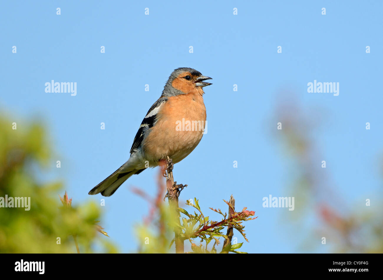 Chaffinch Fringila coelebs in song on hawthorn hedge Norfolk May Stock Photo