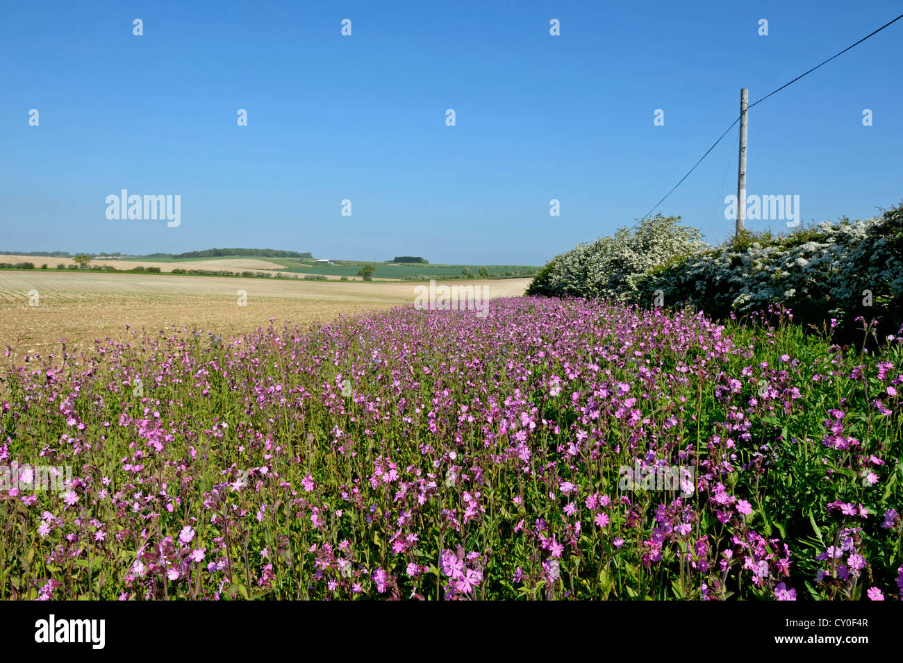 Wild flower margin planted with Red Campion along edge of arable field Norfolk May Stock Photo