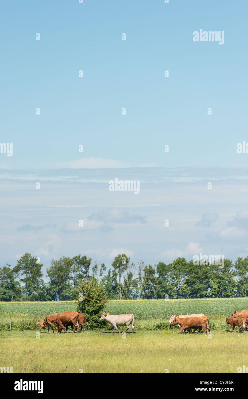 Cattle walk along farmland moving to new pasture Stock Photo