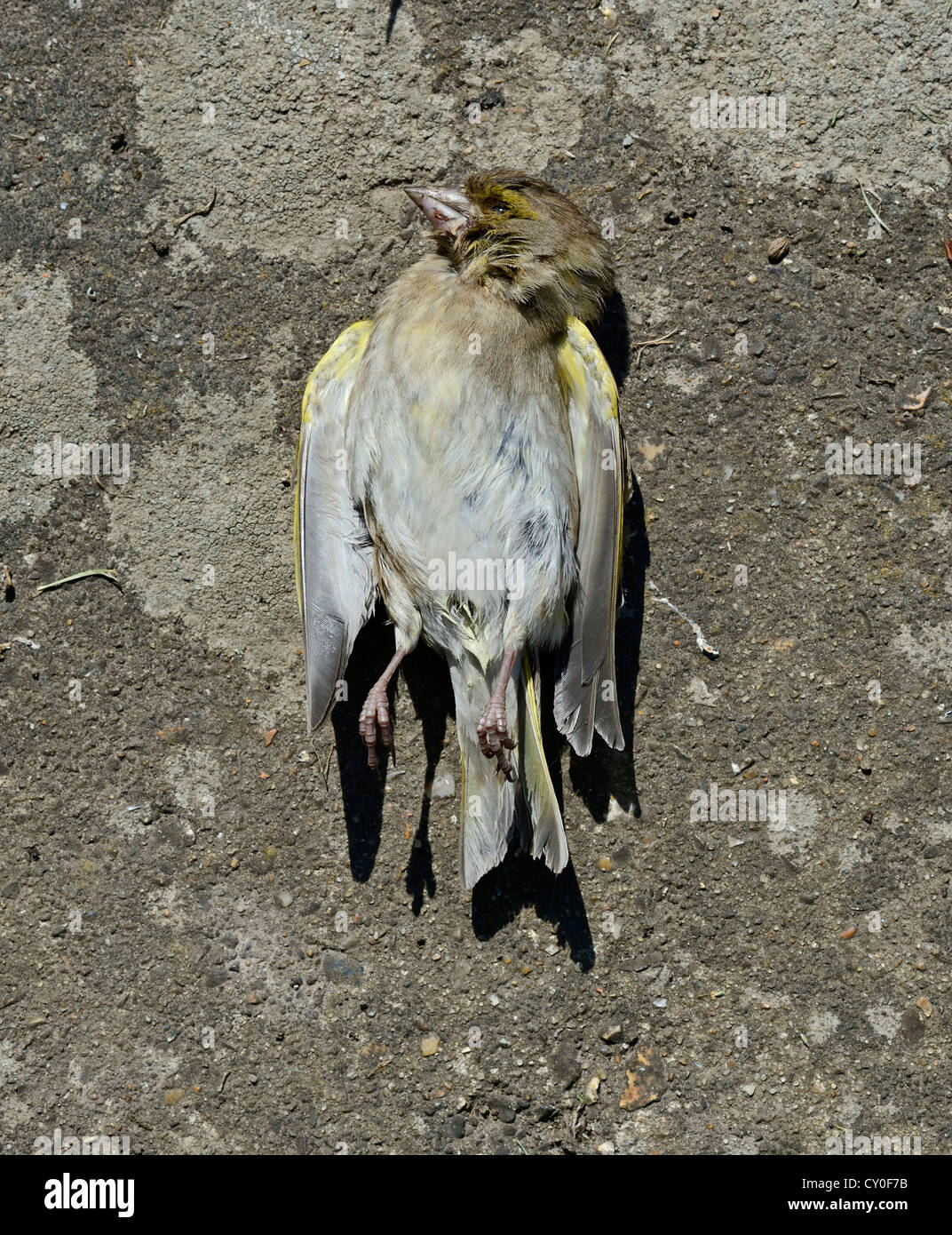 Dead Greenfinch Carduelis chloris in garden Norfolk Stock Photo
