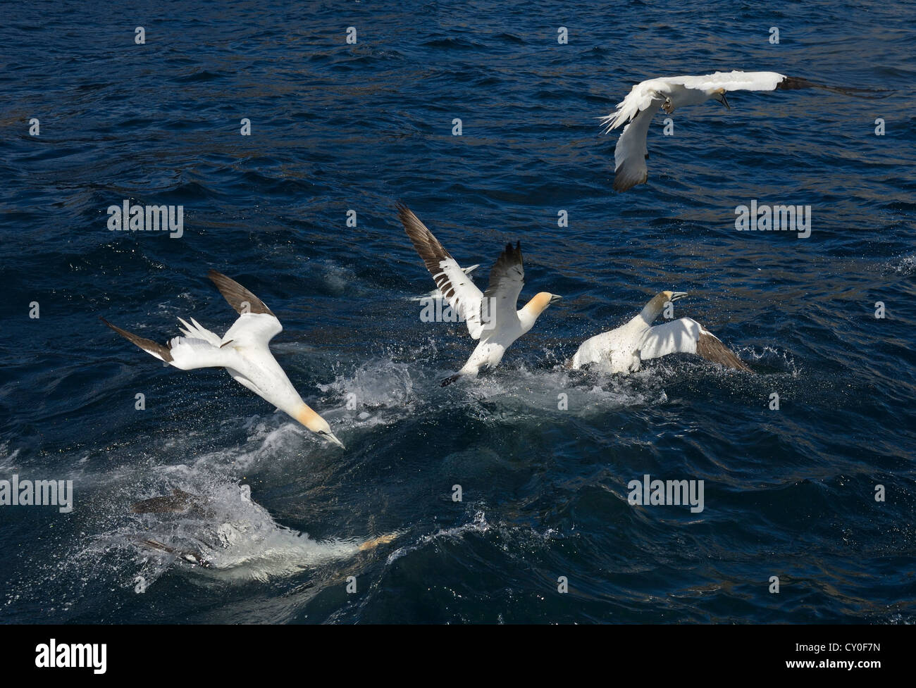 Gannets Morus bassana diving for Mackerel off Noss Shetland June Stock Photo