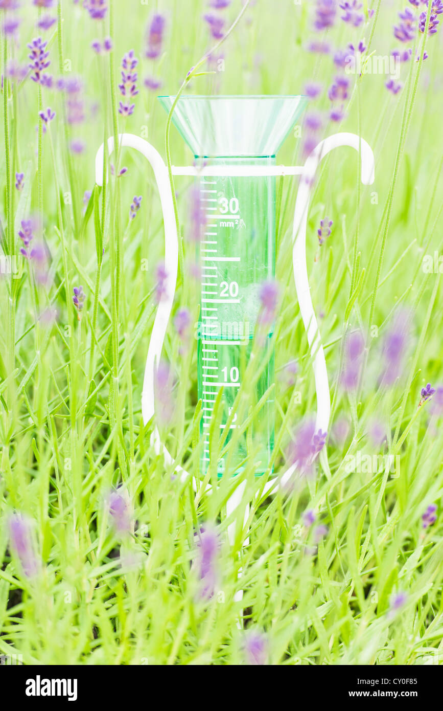 Measurement of rain and blooming lavender flowers in organic herbal garden Stock Photo
