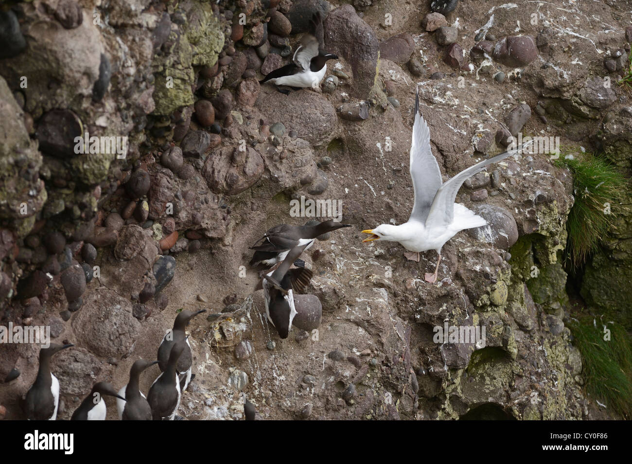 Herring Gull Larus argentatus attempting to take chick or egg from Common Guillemots Uria aalge on cliff at Fowlheugh RSPB Reser Stock Photo