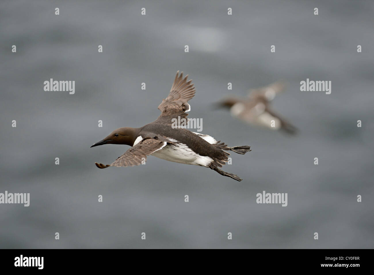 Common Guillemot or Common Murre, Uria aalge Fowlsheugh RSPB Reserve Scotland July Stock Photo