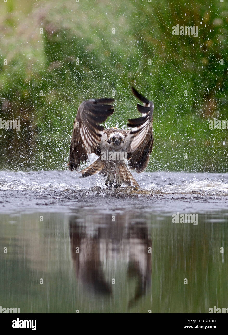 Osprey Pandion Haliaeetus emerging from loch with no fish Scottish Highlands July Stock Photo
