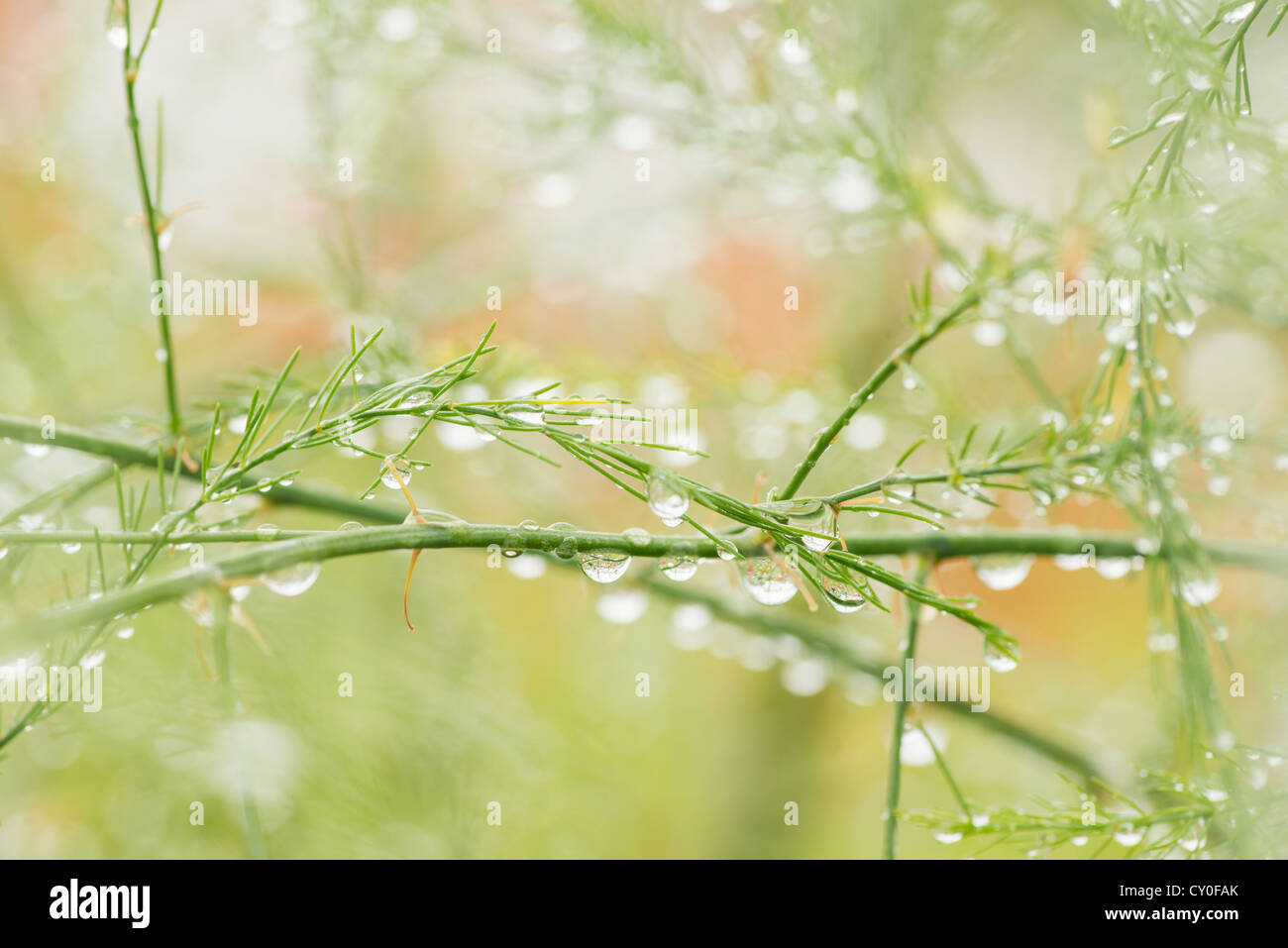 Closeup of stalks on organic asparagus plant Stock Photo Alamy