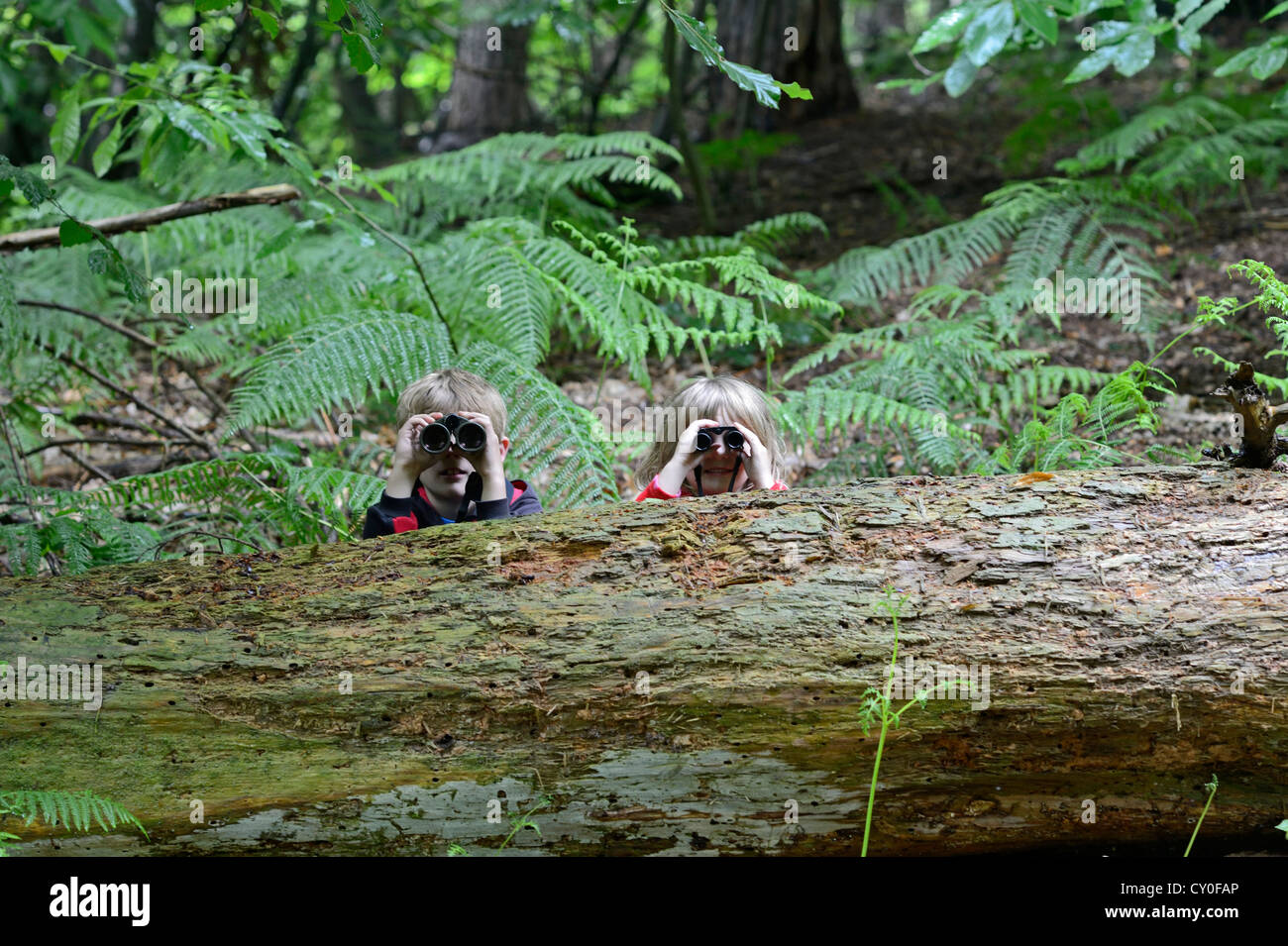 Young boy and girl )brother and sister) bird watching in woodland in summer Norfolk Model Released Stock Photo