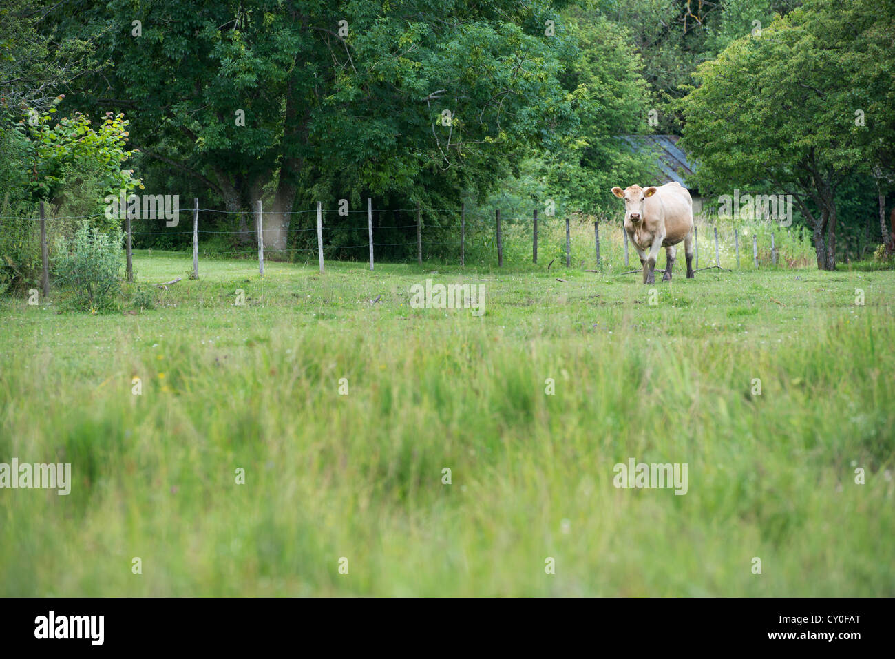 Cattle standing in a rural meadow Stock Photo - Alamy