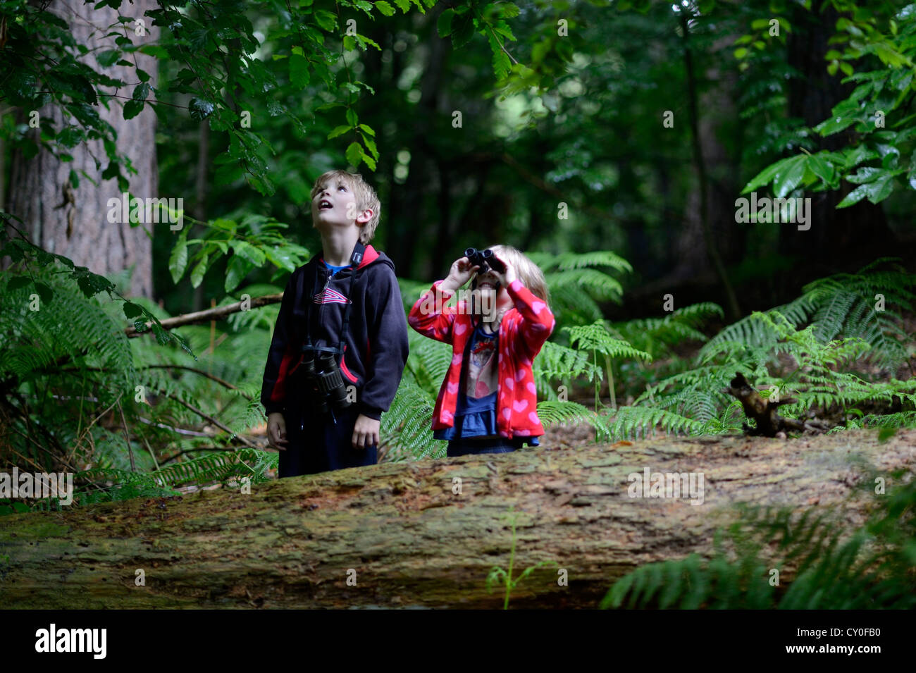 Young boy and girl (brother and sister) bird watching in woodland in summer Norfolk Model Released Stock Photo