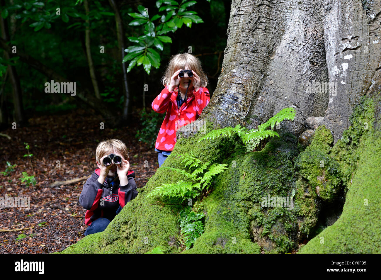 Young boy and girl )brother and sister) bird watching in woodland in summer Norfolk Model Released Stock Photo