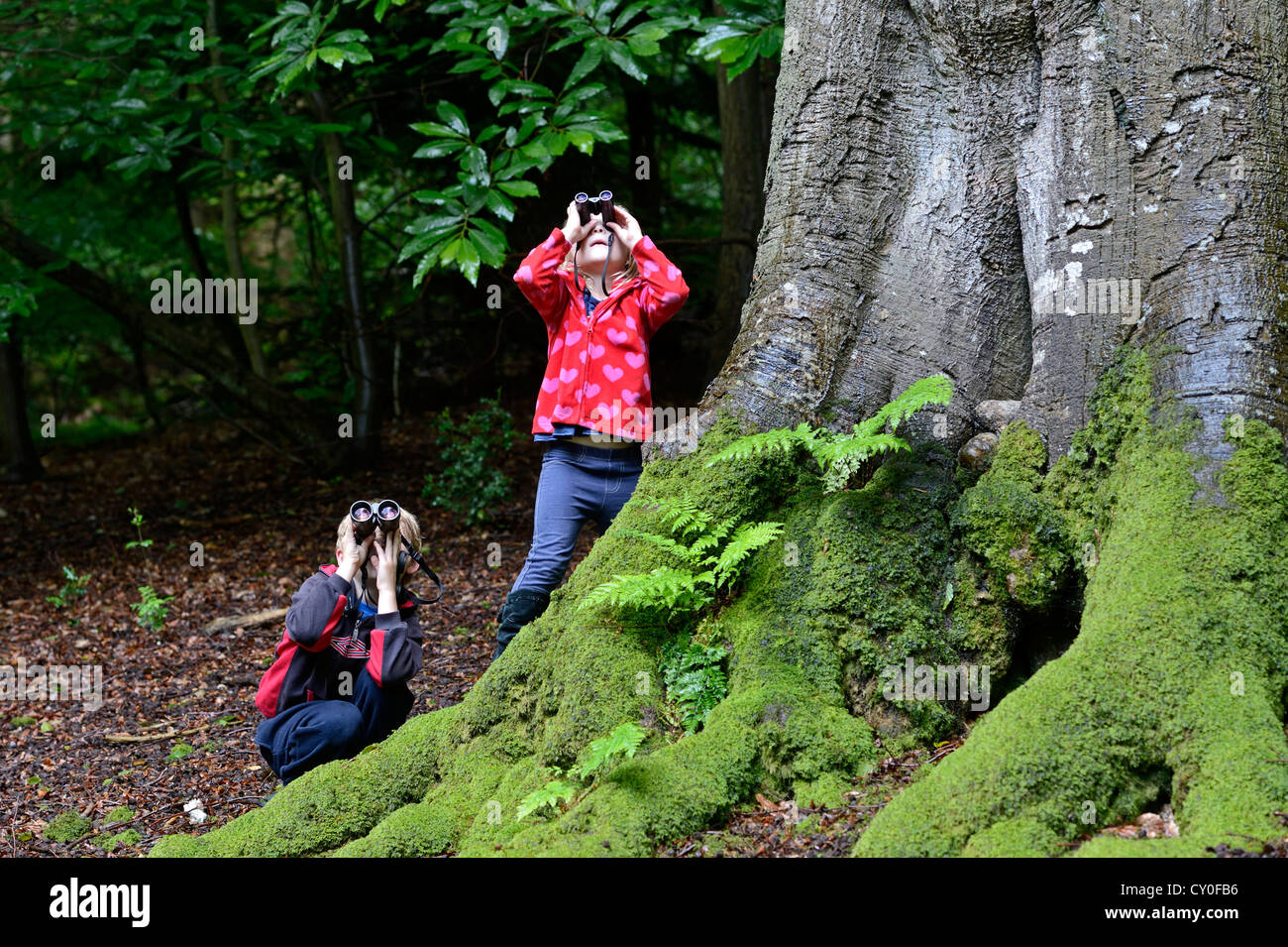 Young boy and girl )brother and sister) bird watching in woodland in summer Norfolk Model Released Stock Photo