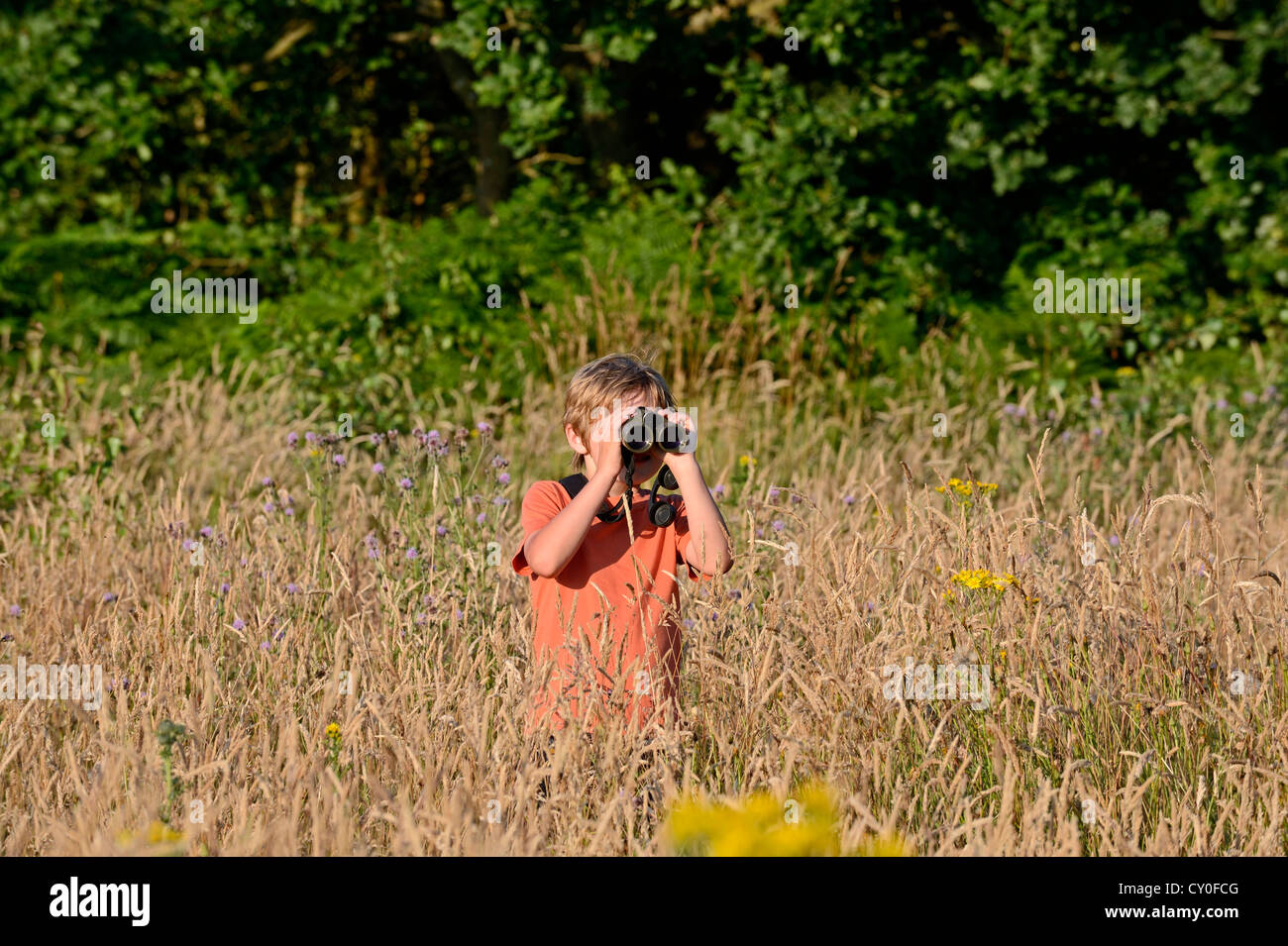 Young boy bird watching in meadow Norfolk summer Model released Stock Photo