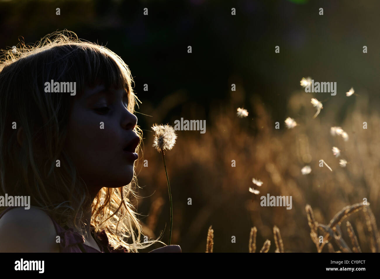 Young girl playing in meadow in late summer Norfolk - Model Released Stock Photo