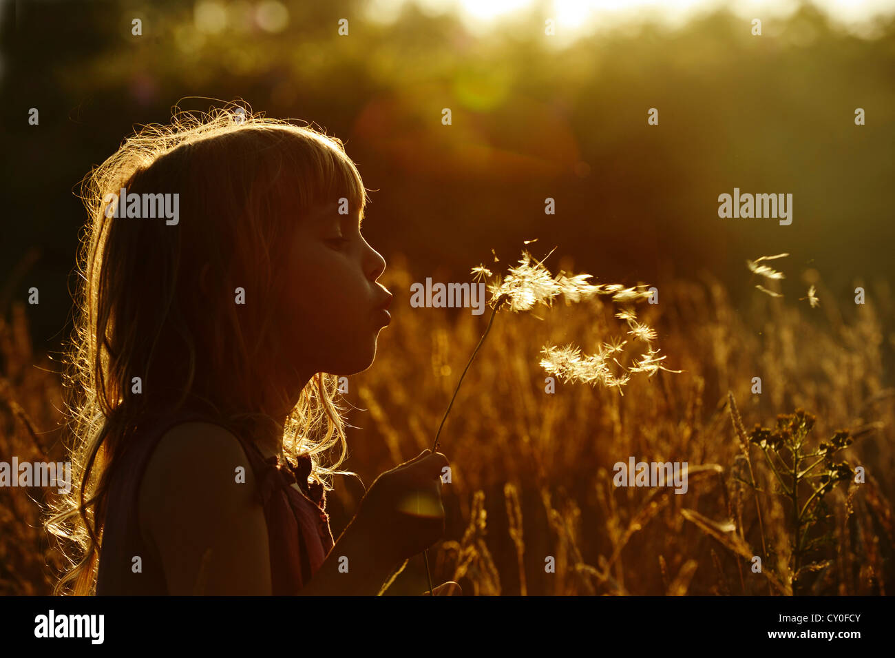 Young girl playing in meadow in late summer Norfolk - Model Released Stock Photo