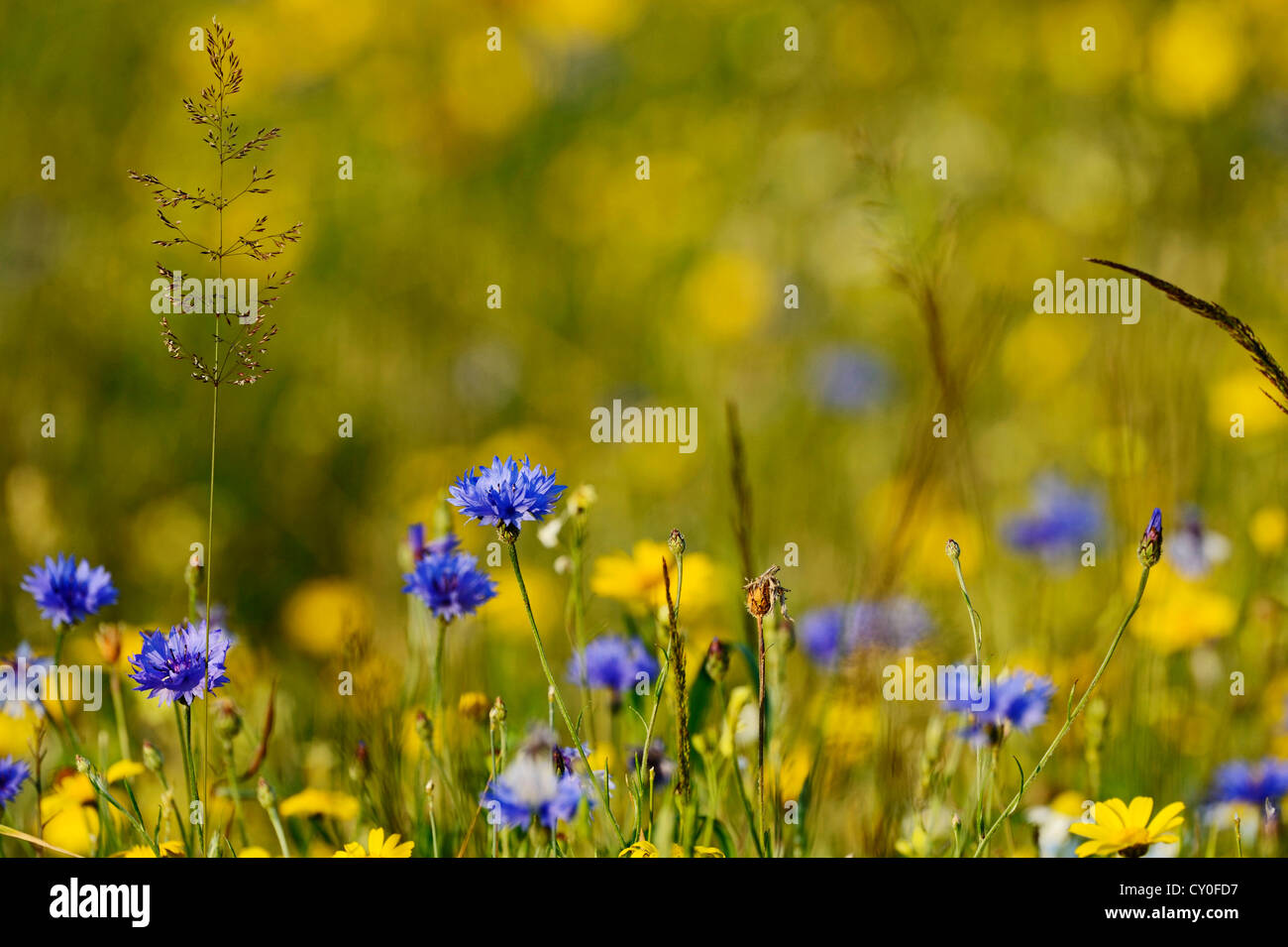 Wildflowers wildflower cornflower meadow hires stock photography and