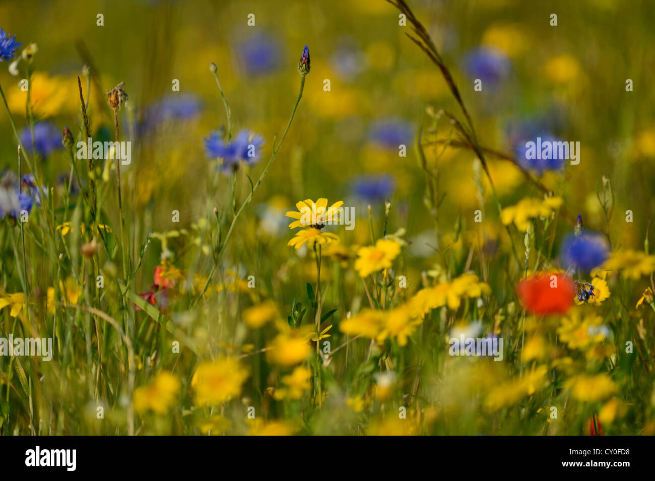 Wildflowers wildflower cornflower meadow hires stock photography and
