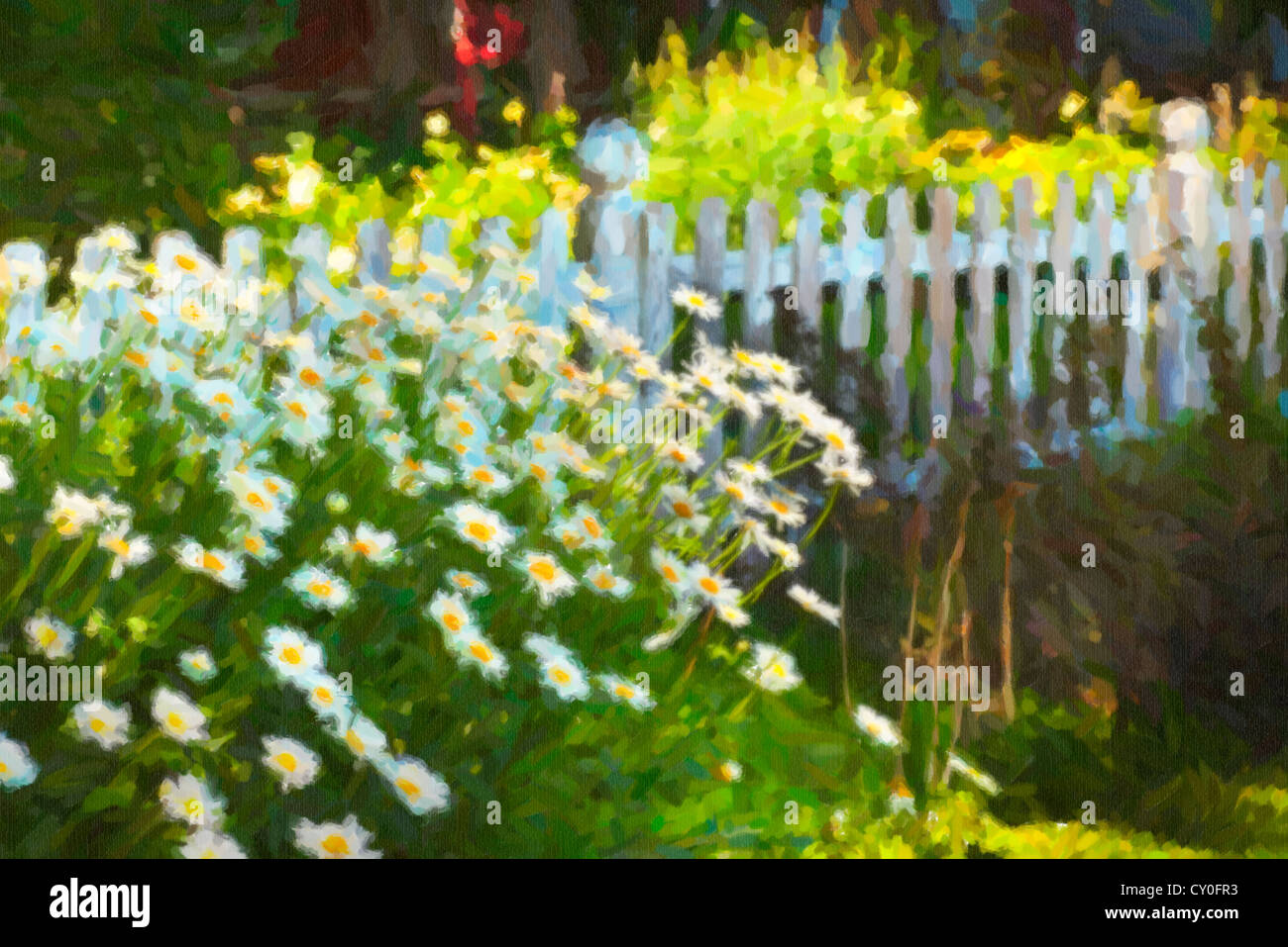 Shasta daisies in front of a white picket fence in the summertime garden. Stock Photo