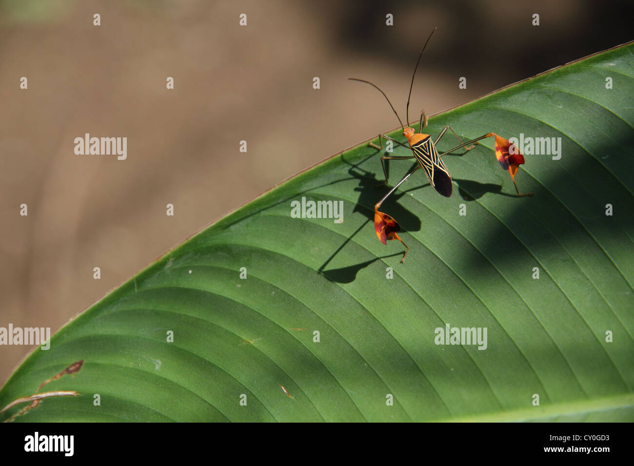 Flag footed bug (Anisocelis flavolineata) on a banana leaf at Finca Baru in Dominical, Costa Rica. Stock Photo