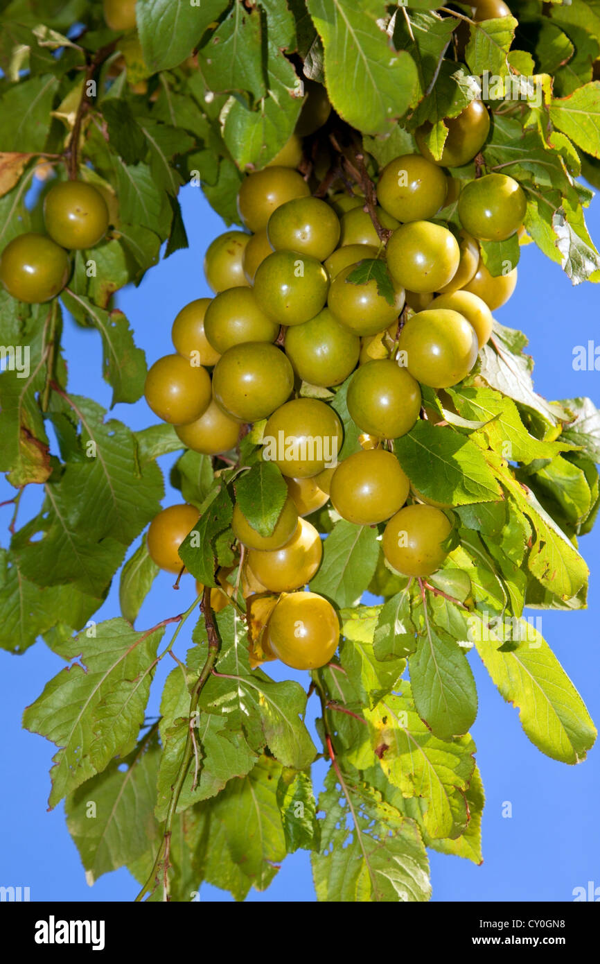 Wild Cherry Plums (Prunus cerasifera) growing along a hedgerow in  Hampshire, England Stock Photo - Alamy