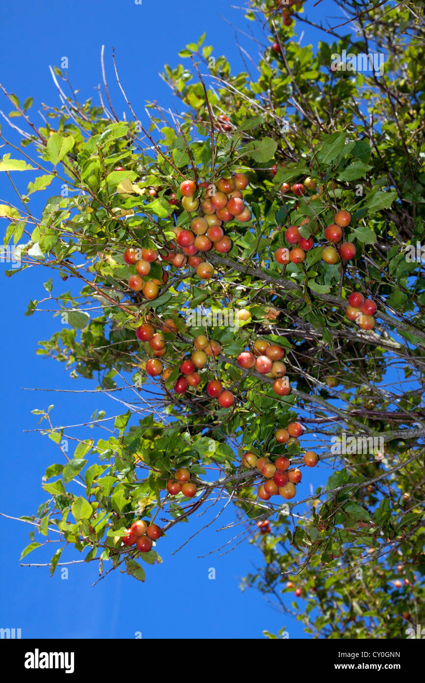 Wild Cherry Plums (Prunus cerasifera) growing along a hedgerow in Hampshire, England Stock Photo
