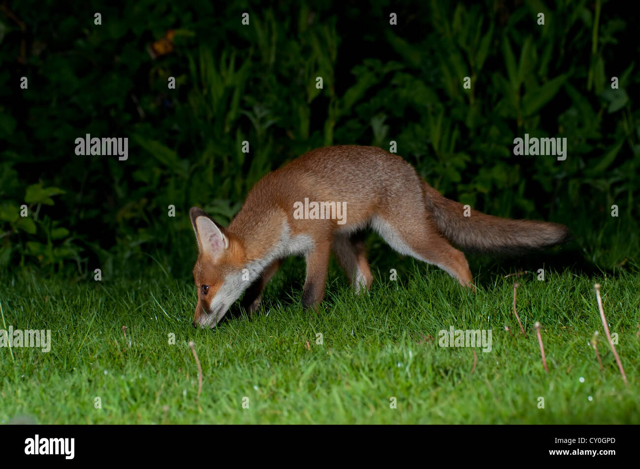 A young red fox sniffs the ground while searching for food in a suburban garden at night Stock Photo