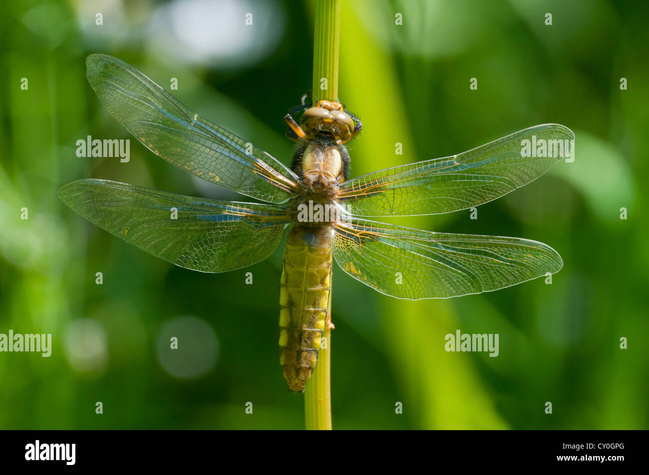 A Broad Bodied Chaser dragonfly dries out in the sun after emerging from the exuviae Stock Photo