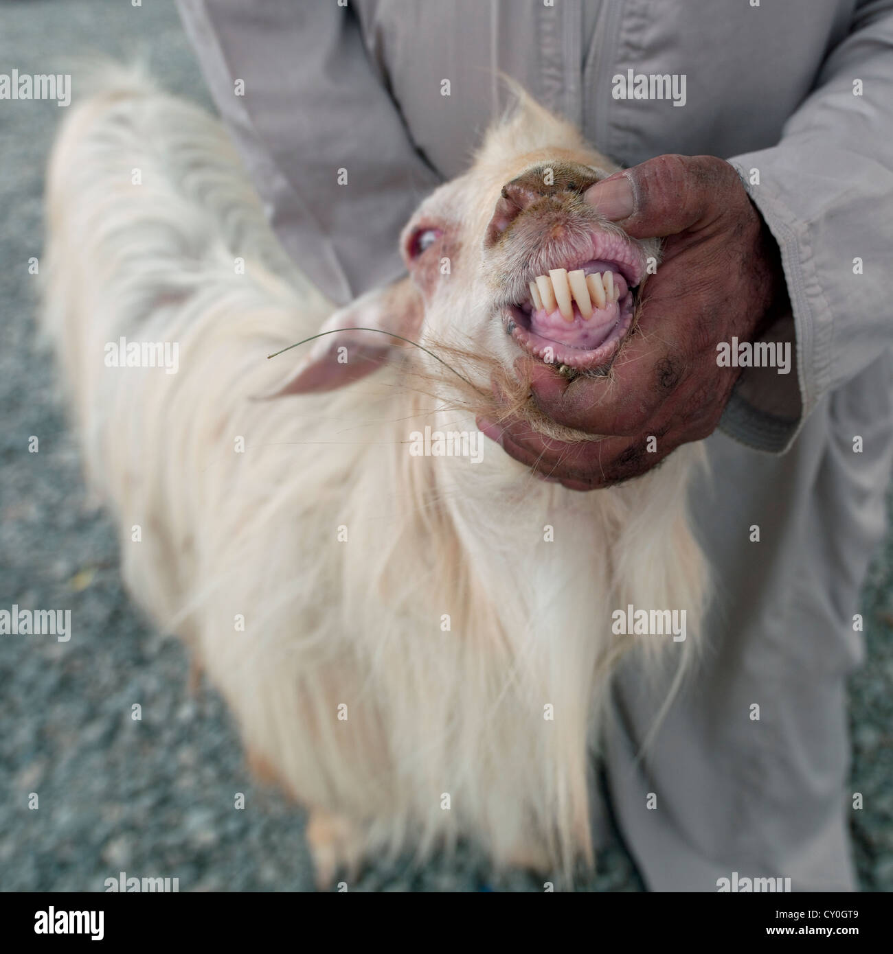 Seller Showing His Goat's Teeth In Nizwa Cattle Market, Oman Stock