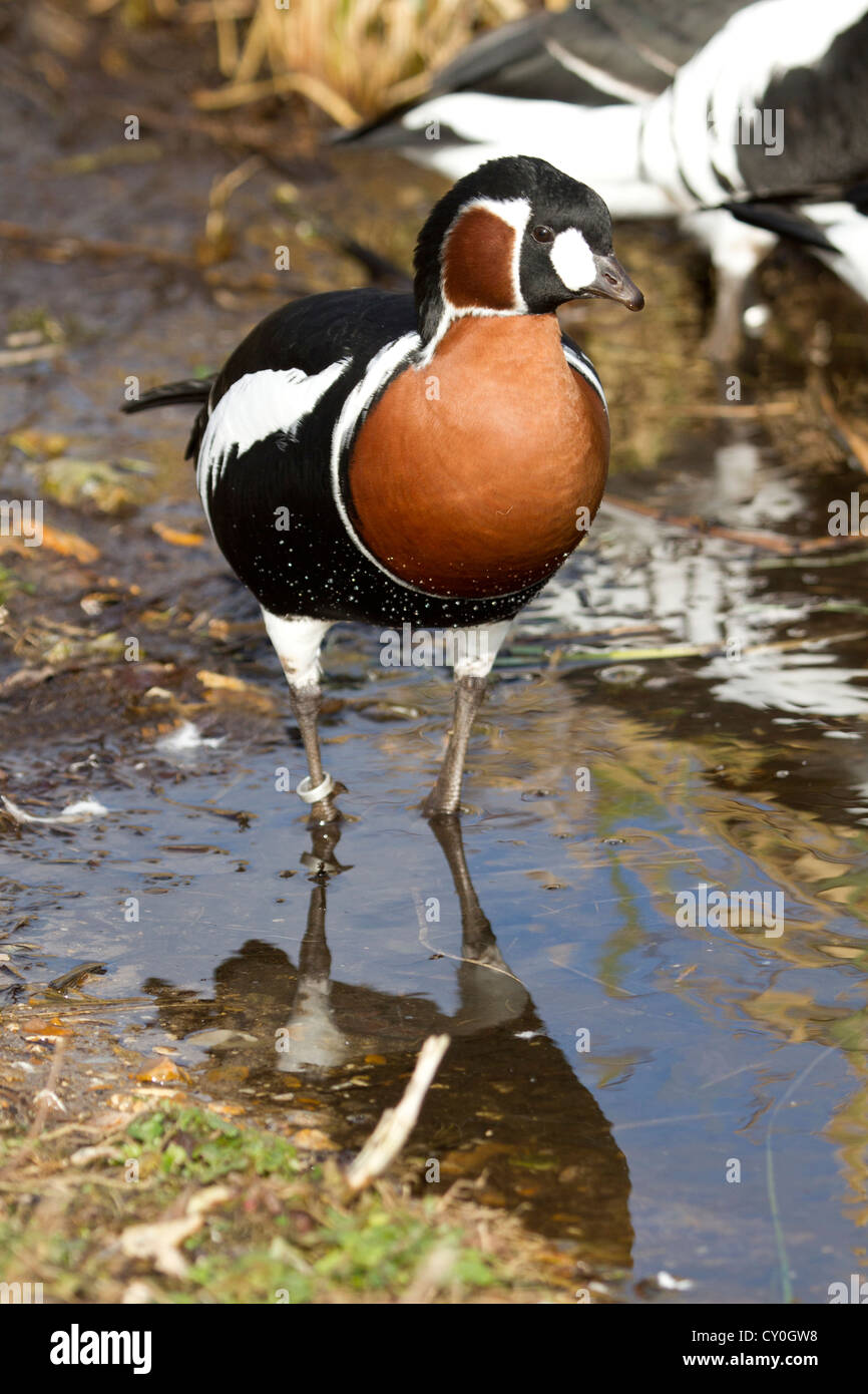 Red Breasted Goose (Branta ruficollis) Stock Photo