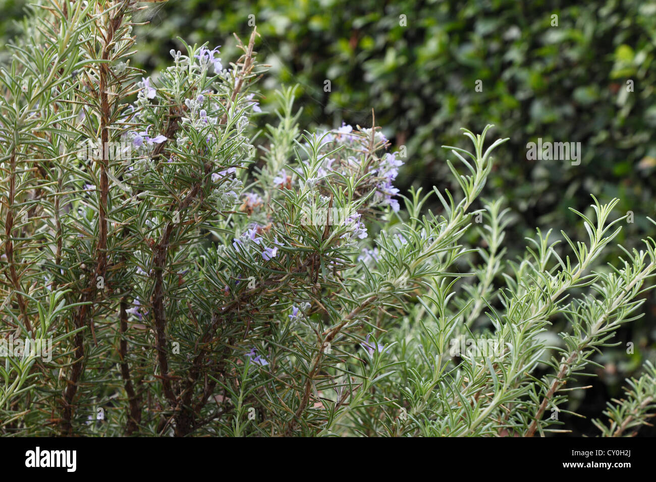 Flowers of rosemary Stock Photo Alamy